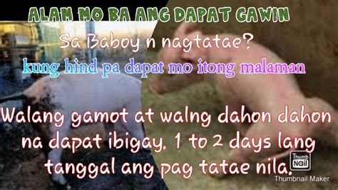 Mabisang paraan para sa nagtataing baboy or biik.